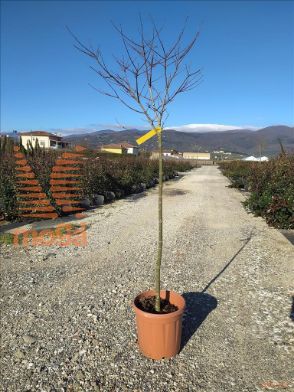 http://web2.zelari.it/U/Foto/4170.jpg