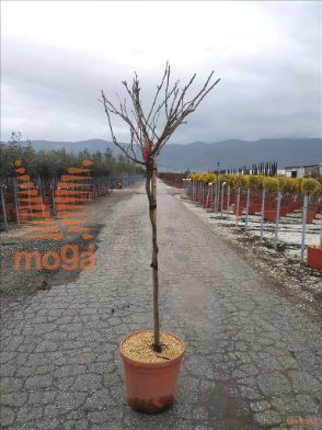 http://web2.zelari.it/U/Foto/4744.jpg