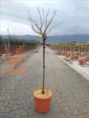 http://web2.zelari.it/U/Foto/4748.jpg