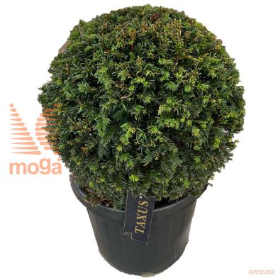 http://twentheplant.nl/tsd/500471_TABACCAT_VBL5055C25_1.jpg