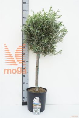 http://twentheplant.nl/tsd/500469_OLEUROPA_S050P26_1.jpg