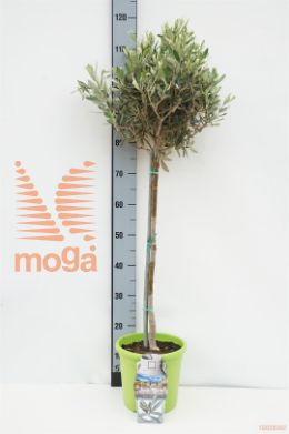 http://twentheplant.nl/tsd/500469_OLEUROPA_S050P21_1.jpg
