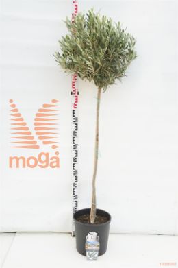 http://twentheplant.nl/tsd/500469_OLEUROPA_S080P26_1.jpg