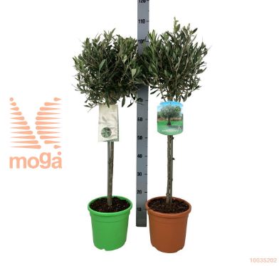 http://twentheplant.nl/tsd/83219_OLEUROPA_s060p23_1.jpg