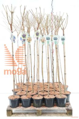 http://twentheplant.nl/tsd/93806_HEEISRT_S120P232JR_1.jpg