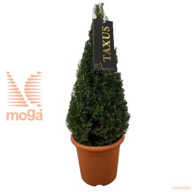http://twentheplant.nl/tsd/500471_TABACCAT_VP050P23_1.jpg