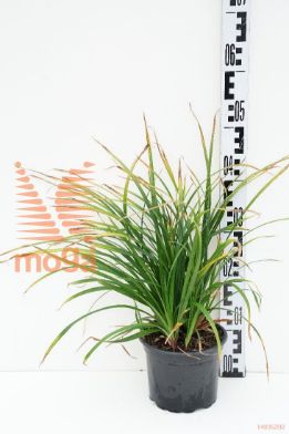 http://twentheplant.nl/tsd/67503_CAMIGREE_8P17_1.jpg