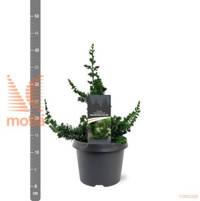 http://twentheplant.nl/tsd/88854_THOMHOLU_8P23030040_1.jpg