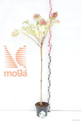 http://twentheplant.nl/tsd/74806_HYPDIAMA_s100p23_1.jpg