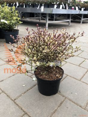 mirta "Magic Dragon"