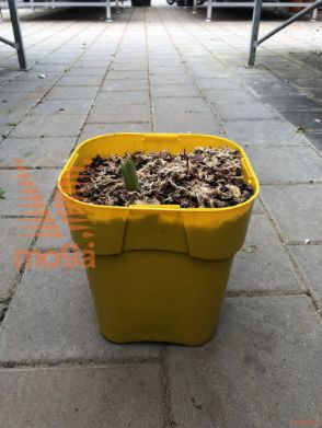 Eremurus isabellinus "Solid Yellow"