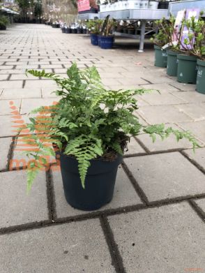Dryopteris austriaca