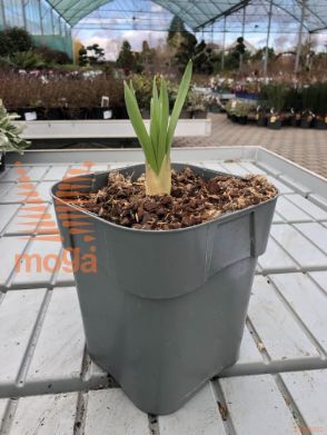 Eremurus isabellinus "Tropical Dream"