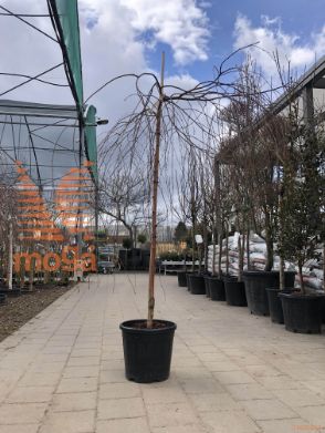 Betula pendula "Youngii" |Half standard|C