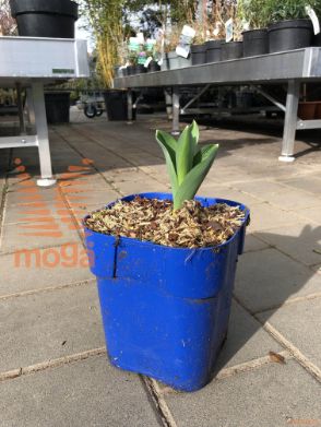 Allium "Gladiator"