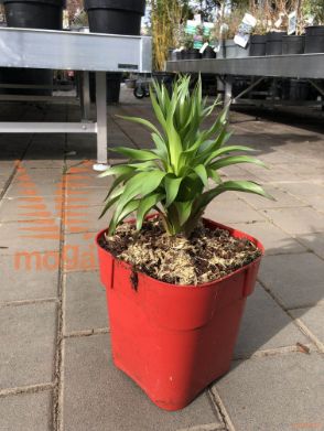 cesarski tulipan