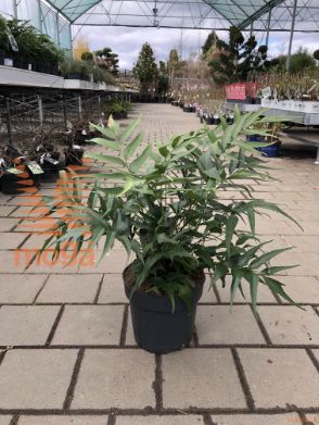 srpastolistna praprot "devexiscapulae"