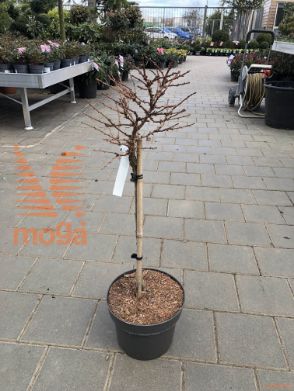 Larix decidua "Little Bogle" |1/4 stem|C
