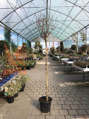 Physocarpus opulifolius "Diabolo" ® |3/4 stem|C