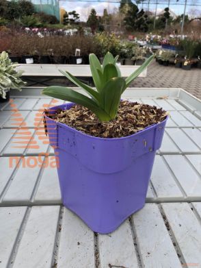 Allium "Pinball Wizard"