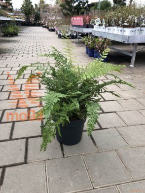 luskastodlakava podlesnica