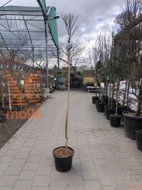 Robinia pseudoacacia "Umbraculifera" |3/4 stem|C