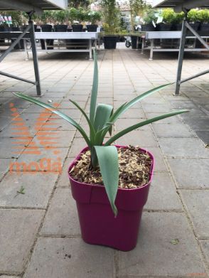 Allium jesdianum "Early Emperor"