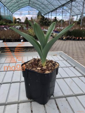 Allium stipitatum "Mount Everest"