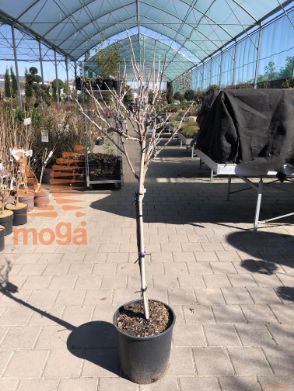 Wisteria brachybotrys "Showa Beni" |Half standard|FI:30-40|C18