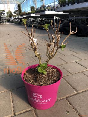 velikolistna hortenzija "Everbloom Pink Wonder"