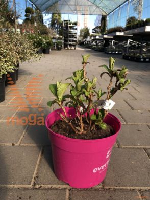 velikolistna hortenzija "Everbloom Red Wonder"
