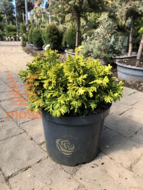 grahasta pacipresa "Golden Pin Cushion"