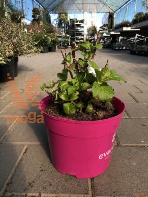 velikolistna hortenzija "Everbloom White Wonder"