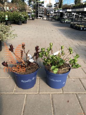 velikolistna hortenzija "Royalty Collection"