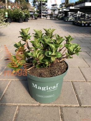 velikolistna hortenzija "Magical Four Seasons"