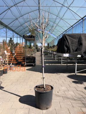 Wisteria floribunda "Issai" |Half standard|FI:30-40|C18