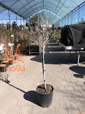 Wisteria brachybotrys "Shiro Kapitan" |Half standard|FI:30-40|C18