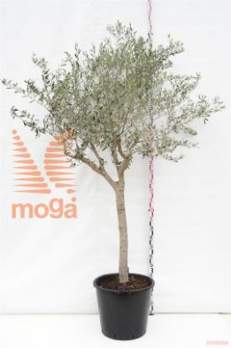 http://twentheplant.nl/tsd/93675_OLELECHI_S100C90_1.jpg