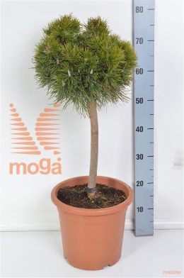 http://twentheplant.nl/tsd/93675_PIMVAREL_S040C09_2.jpg