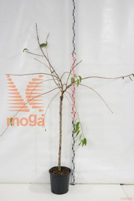 http://twentheplant.nl/tsd/93675_PRKSZAKU_9C18HALFSTA_1.jpg