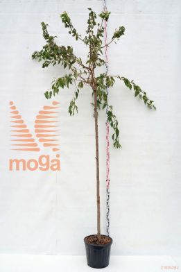 http://twentheplant.nl/tsd/93675_PRKSZAKU_s91012c30_1.jpg