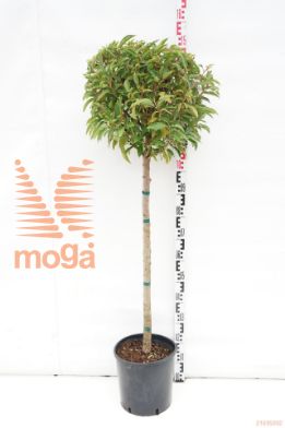 http://twentheplant.nl/tsd/93675_PRULANGU_S090C12_1.jpg