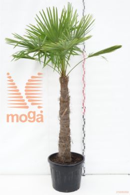 http://twentheplant.nl/tsd/93675_TRFORTUN_S140C70_1.jpg