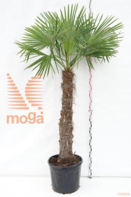 http://twentheplant.nl/tsd/93675_TRFORTUN_S160C70_1.jpg