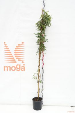 http://twentheplant.nl/tsd/93675_WIFLALBA_9C10175200_1.jpg