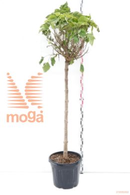 http://twentheplant.nl/tsd/93675_CABUNGEI_S140C45_1.jpg
