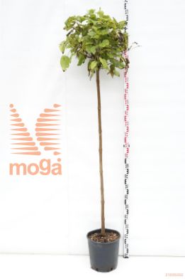 http://twentheplant.nl/tsd/93675_CABUNGEI_S150C18_1.jpg