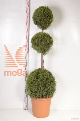 http://twentheplant.nl/tsd/93675_CULCASTL_VBL3140150_2.jpg