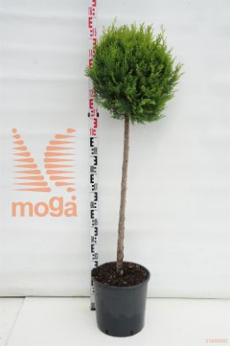 http://twentheplant.nl/tsd/93675_CULCASTL_S080C18_1.jpg