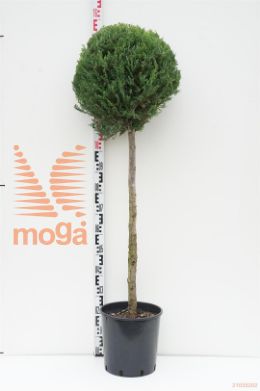 http://twentheplant.nl/tsd/93675_CULCASTL_S080C15_1.jpg